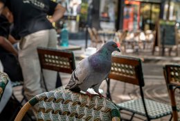 14th-arrondissement;-Animal-portrait;-Café-terrace;-Detail;-Edgar-Quinet-district;-Kaleidos;-Kaleidos-images;-La-parole-à-limage;-Paris;-Pigeon;-Shopfront;-Stories-Pictures;-Summer;-Tarek-Charara;-Urban-wildlife;-Waiter;-Woven-chair